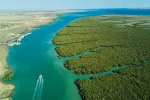 (Mangrove Forests (Hara